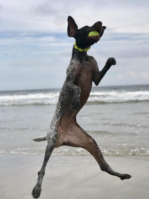 /Images/uploads/Southeast German Shorthaired Pointer Rescue/segspcalendarcontest2018/entries/9021thumb.jpg